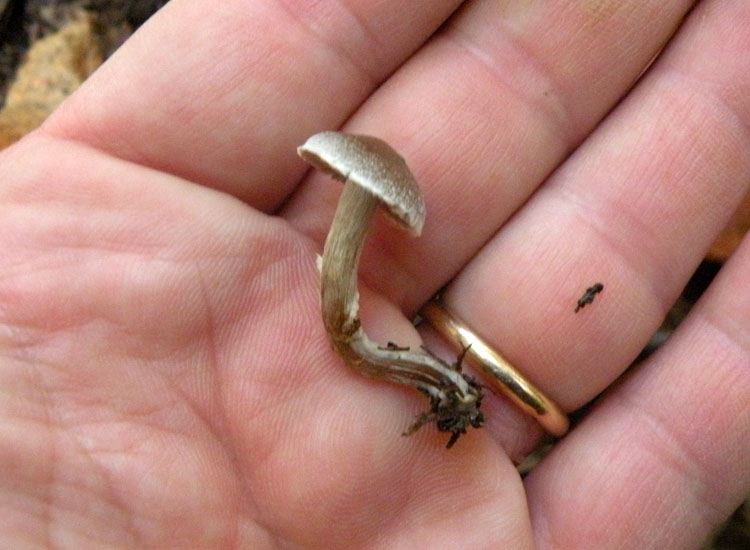 Cortinarius (Telamonia) sp?